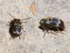 Ptinomorphus regalis